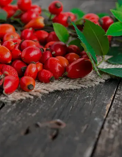 rosehip